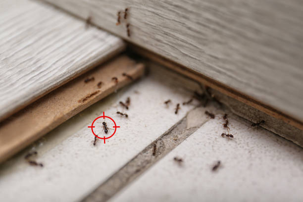 Best Residential Pest Control  in Somers, MT