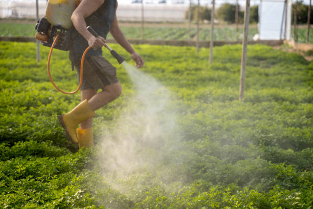 Reliable Somers, MT Pest Control Solutions