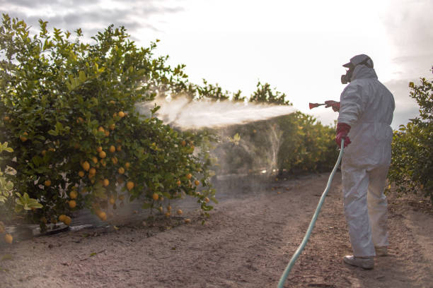 Best Flea Control Services  in Somers, MT