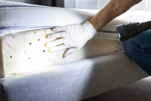 Best Termite Control Services  in Somers, MT