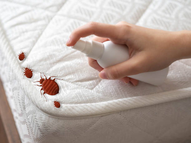 Best Flea Control Services  in Somers, MT