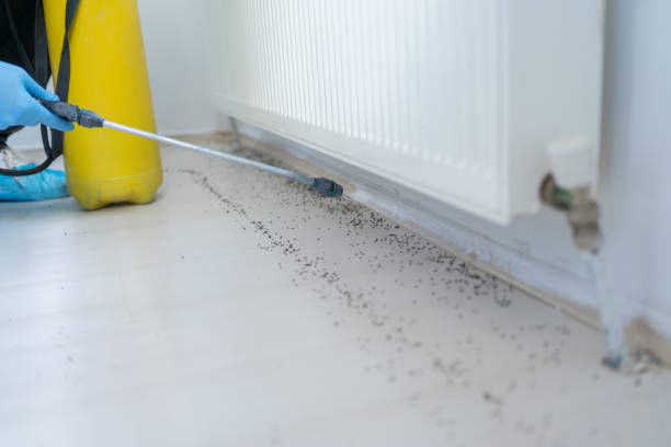 Best Local Pest Control Services  in Somers, MT